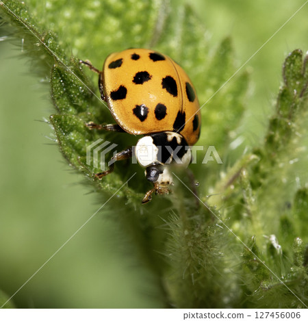 Close up of a UK British Ladybird or Ladybug Insect in the wild Close up of a UK British Ladybird or Ladybug Insect in the wild 127456006