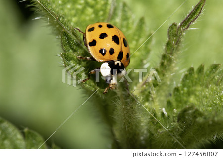 Close up of a UK British Ladybird or Ladybug Insect in the wild 127456007