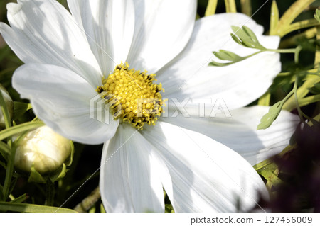 Close up of a white Cosmos daisy large white flower Close up of a white Cosmos daisy large white flower 127456009