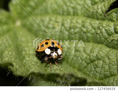 Close up of a UK British Ladybird or Ladybug Insect in the wild 127456019
