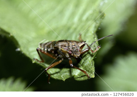 Close up of a Shield Bug Forest Insect on a leaf Close up of a Shield Bug Forest Insect on a leaf 127456020