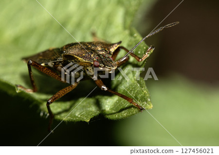 Close up of a Shield Bug Forest Insect on a leaf Close up of a Shield Bug Forest Insect on a leaf 127456021