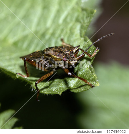 Close up of a Shield Bug Forest Insect on a leaf Close up of a Shield Bug Forest Insect on a leaf 127456022
