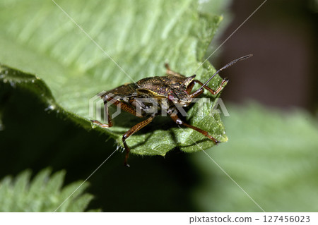 Close up of a Shield Bug Forest Insect on a leaf Close up of a Shield Bug Forest Insect on a leaf 127456023