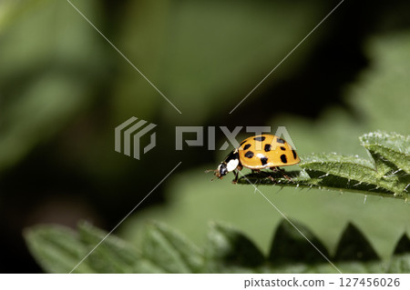 Close up of a UK British Ladybird or Ladybug Insect in the wild Close up of a UK British Ladybird or Ladybug Insect in the wild 127456026