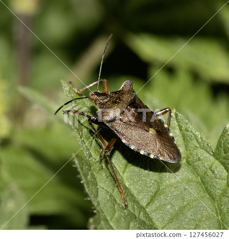 Close up of a Shield Bug Forest Insect on a leaf 127456027