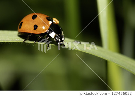 Close up of a UK British Ladybird or Ladybug Insect in the wild 127456032