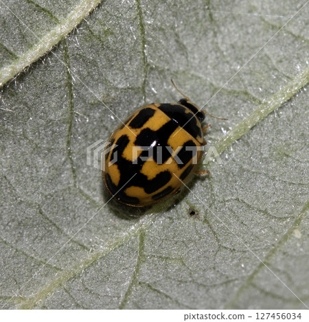 Close up of a UK British Ladybird or Ladybug Insect in the wild Close up of a UK British Ladybird or Ladybug Insect in the wild 127456034