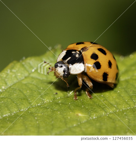 Close up of a UK British Ladybird or Ladybug Insect in the wild 127456035