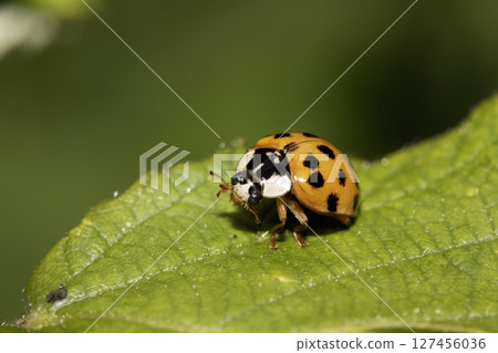 Close up of a UK British Ladybird or Ladybug Insect in the wild Close up of a UK British Ladybird or Ladybug Insect in the wild 127456036