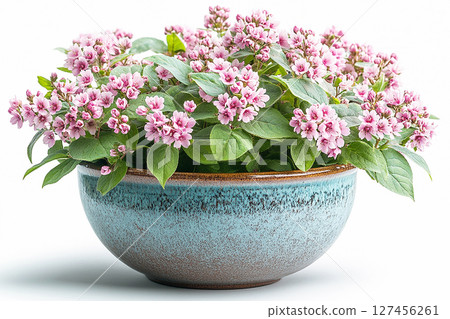 Big Weigela bush in rustic pot with fleshy leaves and pink flowers on a white background. Big Weigela bush in rustic pot with fleshy leaves and pink flowers on a white background. 127456261