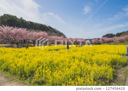 Scenery of Kawazu cherry blossoms at Higashidaiyama in Hamamatsu City (Shizuoka Prefecture) Scenery of Kawazu cherry blossoms at Higashidaiyama in Hamamatsu City (Shizuoka Prefecture) 127456420