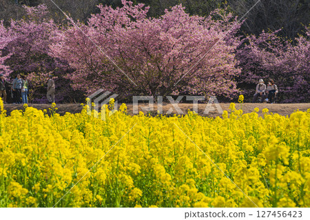 濱松市東大山的河津櫻花風景（靜岡縣） 127456423