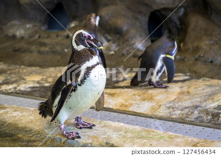 Adorable penguins relaxing at the aquarium 127456434