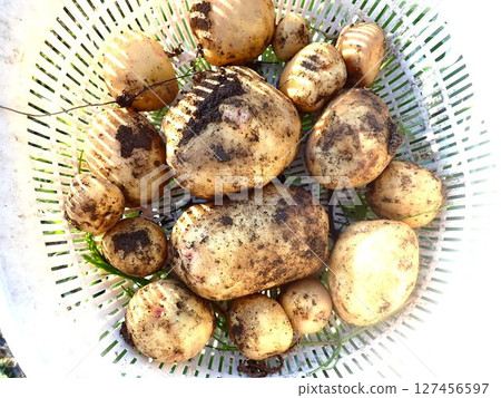 Harvested potatoes Harvested potatoes 127456597