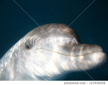 三倉島海豚的特寫 127456836