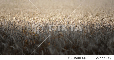 Field of wheat and rye. Textured abstract background banner Field of wheat and rye. Textured abstract background banner 127456959