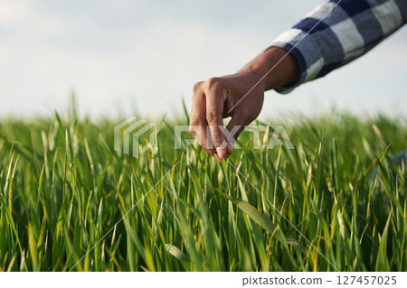 Close up view. Man's hand touching the grass on the agricultural field 127457025