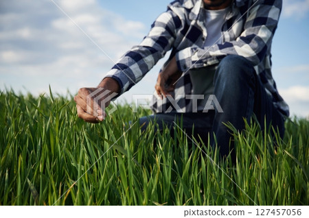 Man's hand touching the grass on the agricultural field Man's hand touching the grass on the agricultural field 127457056