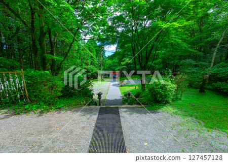 A mysterious approach surrounded by forest to Hakone Kintoki Shrine, Hakone Town, Kanagawa Prefecture A mysterious approach surrounded by forest to Hakone Kintoki Shrine, Hakone Town, Kanagawa Prefecture 127457128