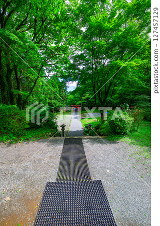 A mysterious approach surrounded by forest to Hakone Kintoki Shrine, Hakone Town, Kanagawa Prefecture 127457129