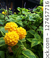 Yellow hydrangea 127457716