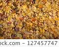 Ginkgo Carpet 127457747