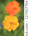 Yellow cosmos 127457764