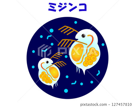 Illustration material of Daphnia observed under a microscope Illustration material of Daphnia observed under a microscope 127457810