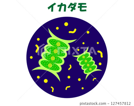 Illustration material of Ikadamo observed under a microscope 127457812