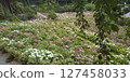 The first colorful hydrangeas in bloom. A field of hydrangeas. 127458033