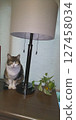Calico cat and lamp looking at camera 127458034