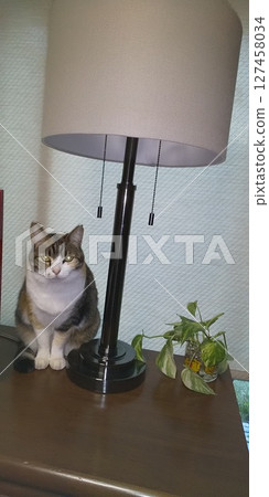 Calico cat and lamp looking at camera Calico cat and lamp looking at camera 127458034