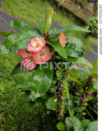 Close up of beautiful Euphorbia milii, the crown of thorns, called Corona de Cristo. Crown of thorn flower. Pink Euphorbia milii flower in the garden. for wallpapers magazine design 127458295