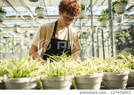 In working uniform. Young man with curly hair and in glasses is in greenhouse In working uniform. Young man with curly hair and in glasses is in greenhouse 127458452