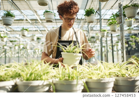 In working uniform. Young man with curly hair and in glasses is in greenhouse In working uniform. Young man with curly hair and in glasses is in greenhouse 127458453