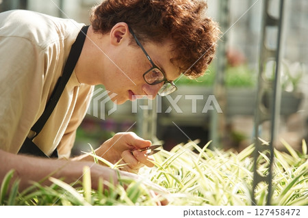 Cuts plants. Young man with curly hair and in glasses is in greenhouse Cuts plants. Young man with curly hair and in glasses is in greenhouse 127458472