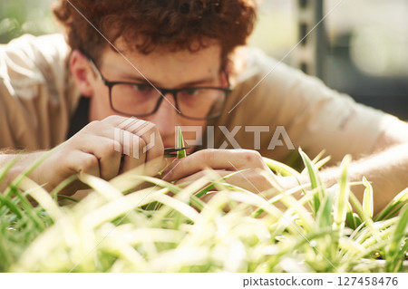 Close up view, cuts the plants. Young man with curly hair and in glasses is in greenhouse 127458476