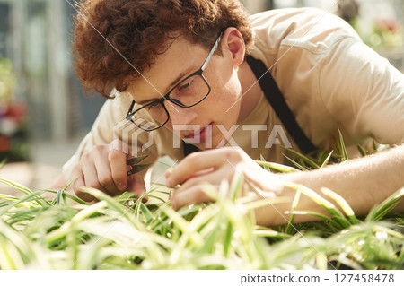 Close up view, cuts the plants. Young man with curly hair and in glasses is in greenhouse Close up view, cuts the plants. Young man with curly hair and in glasses is in greenhouse 127458478