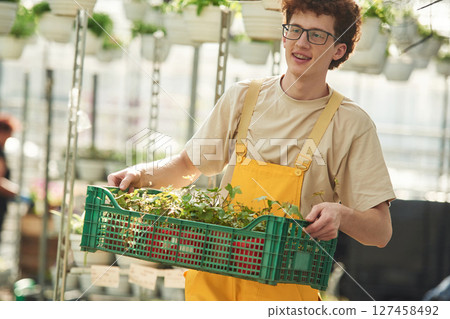 Transporting the plants that are in pots. Young man with curly hair and in glasses is in greenhouse Transporting the plants that are in pots. Young man with curly hair and in glasses is in greenhouse 127458492