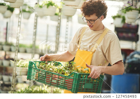 Transporting the plants that are in pots. Young man with curly hair and in glasses is in greenhouse Transporting the plants that are in pots. Young man with curly hair and in glasses is in greenhouse 127458493