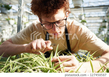 Focused by cutting plants. Young man with curly hair and in glasses is in greenhouse 127458587