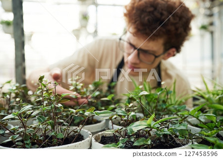 Touching and checking flowers that are still in growth. Young man with curly hair and in glasses is in greenhouse 127458596