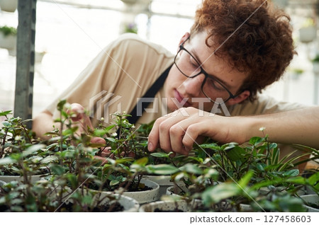 Focused view. Cropping the plants. Young man with curly hair and in glasses is in greenhouse Focused view. Cropping the plants. Young man with curly hair and in glasses is in greenhouse 127458603