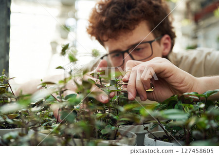 Focused view. Cropping the plants. Young man with curly hair and in glasses is in greenhouse 127458605