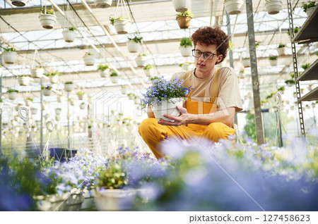 Purple colored flowers in pots. Young man with curly hair and in glasses is in greenhouse 127458623
