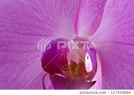 Macro Close-Up of a Purple Orchid Bloom 127458666
