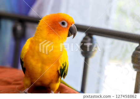 Brightly colored sun conure parrot perched indoors near a window during daytime Brightly colored sun conure parrot perched indoors near a window during daytime 127458862