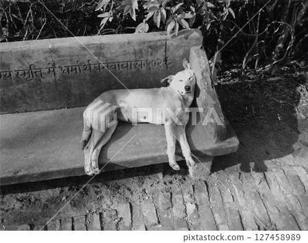 Dog sleeping on a stone bench in India. Dog sleeping on a stone bench in India. 127458989