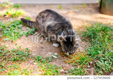 Stray cat eating kibble on the ground. Outdoor care, animal kindness, and street pet feeding in urban park area. 127459000